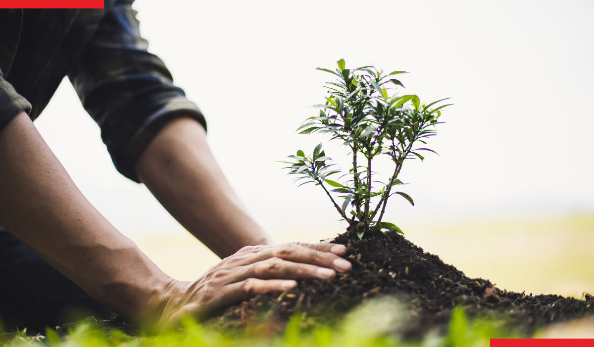 Strategies for sustainable organic sales growth